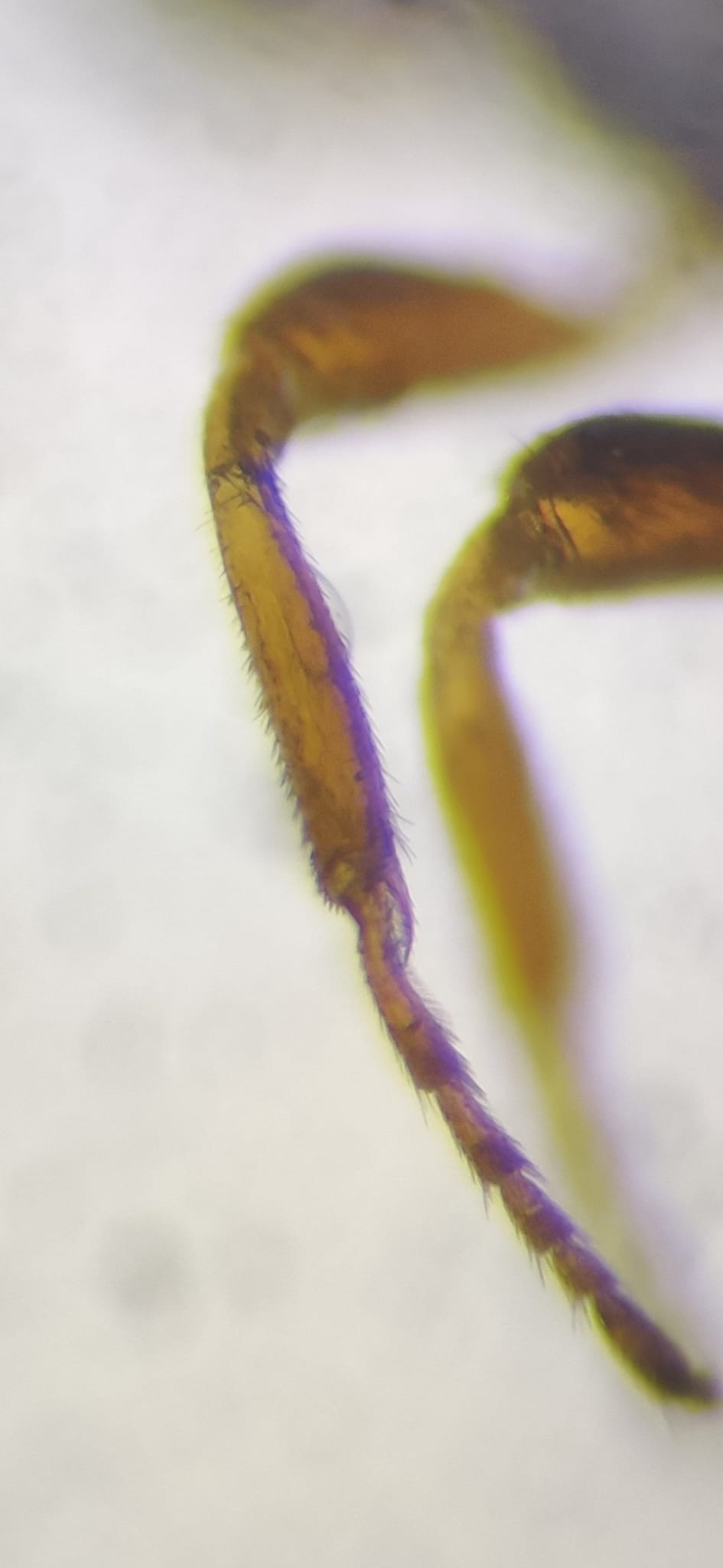 Hecabolus sulcatus