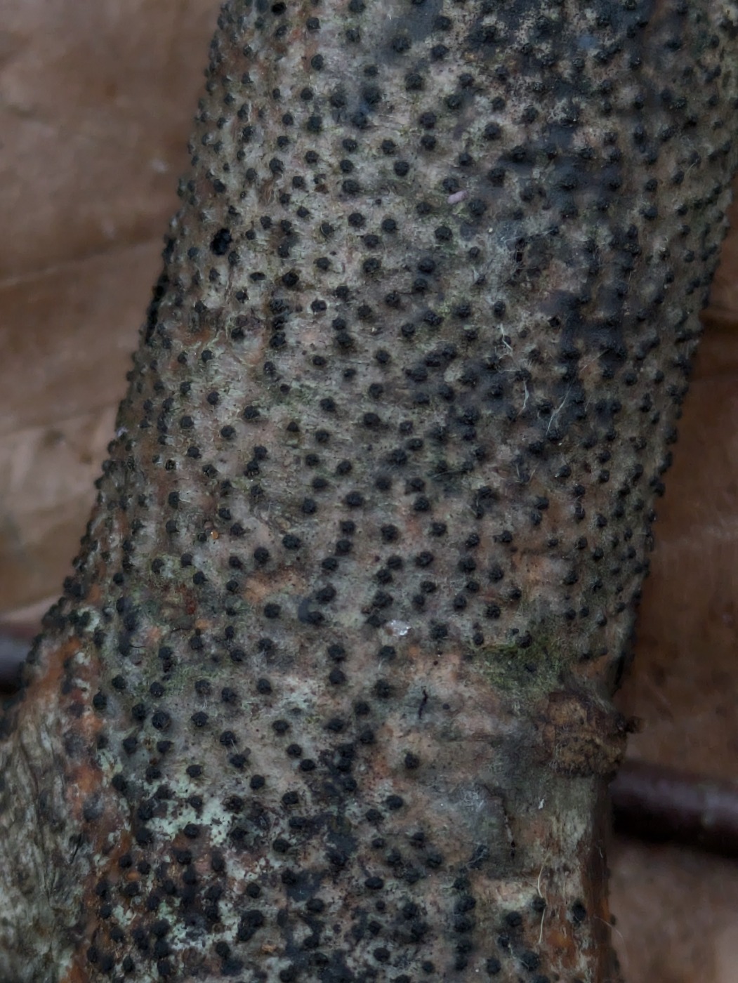 Bøge-Korsprik (Quaternaria quaternata)