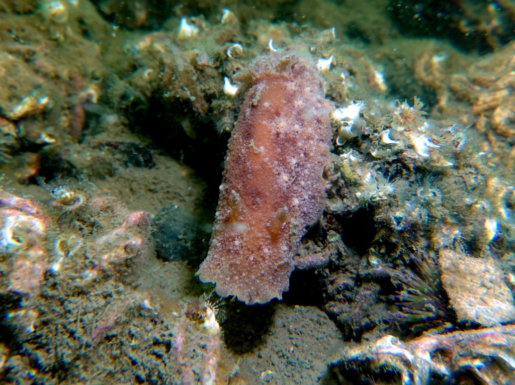 Geitodoris planata (Geitodoris planata)