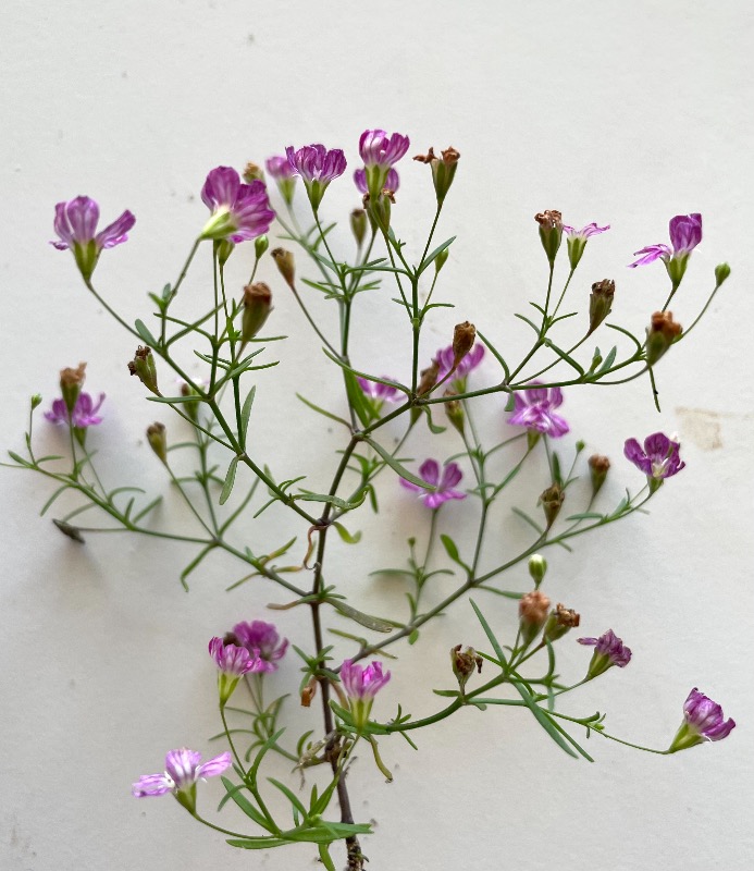 Mur-Gipsurt (Gypsophila muralis)