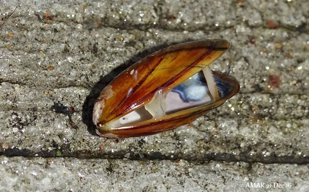 Blåmusling (Mytilus edulis)