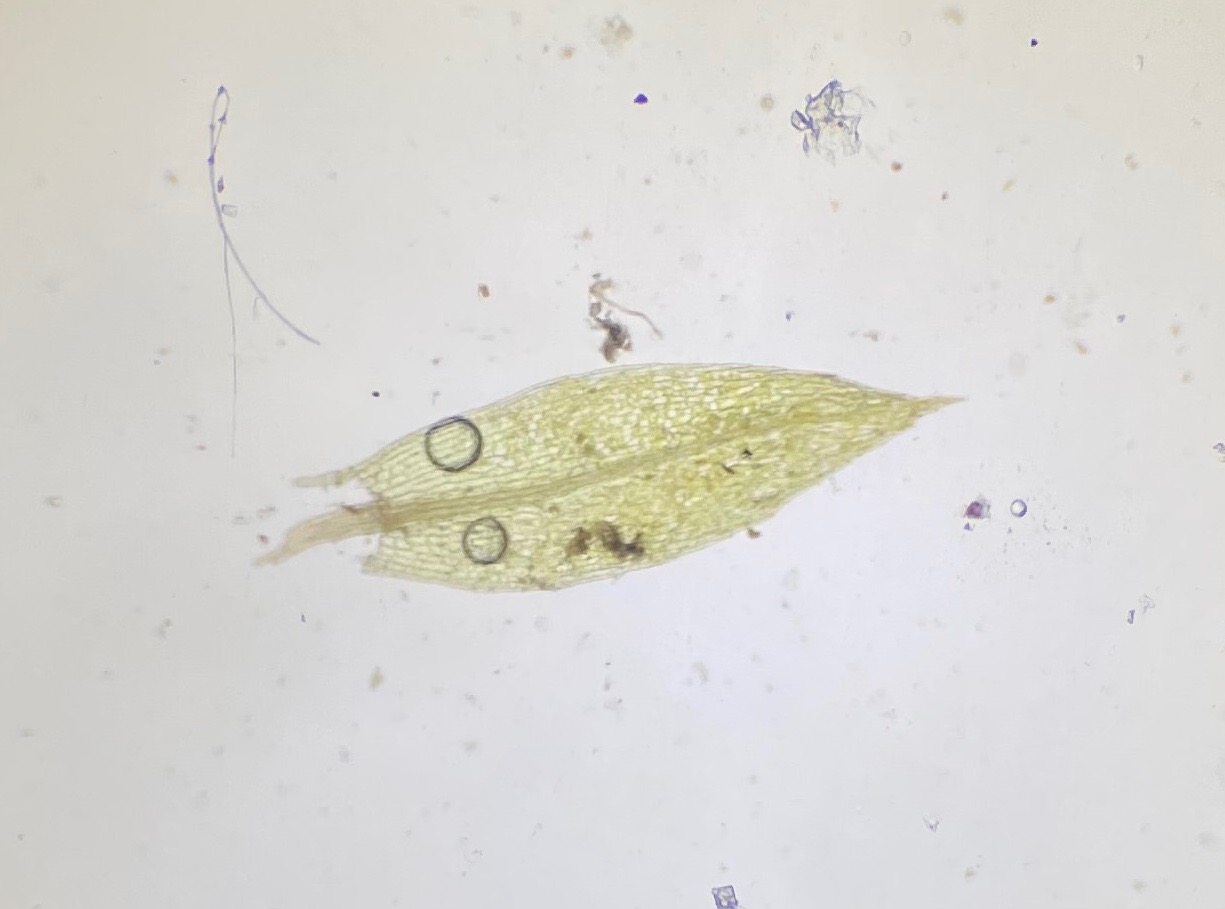 Mark-Bryum (Bryum rubens)