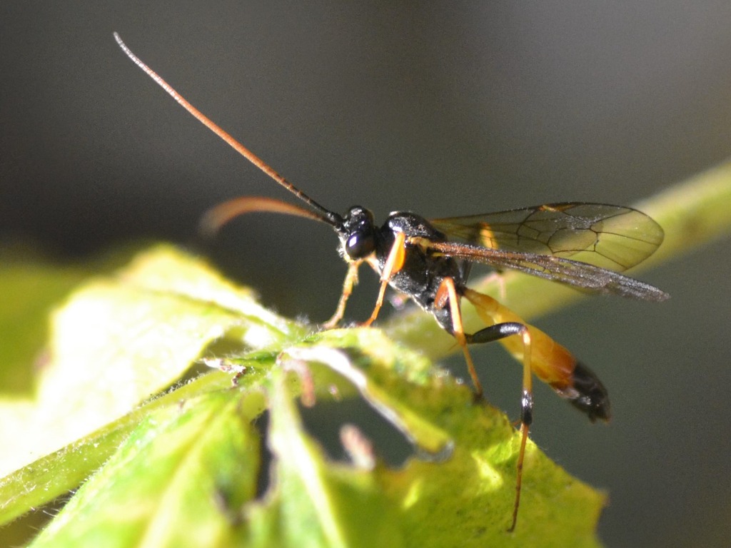 Scopesis sp. (Scopesis sp.)