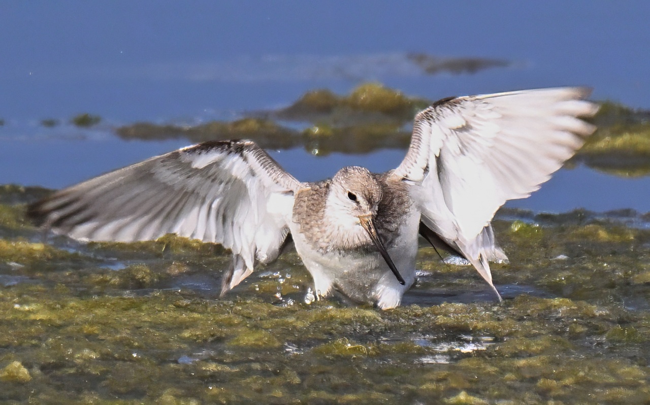 Terekklire (Xenus cinereus)