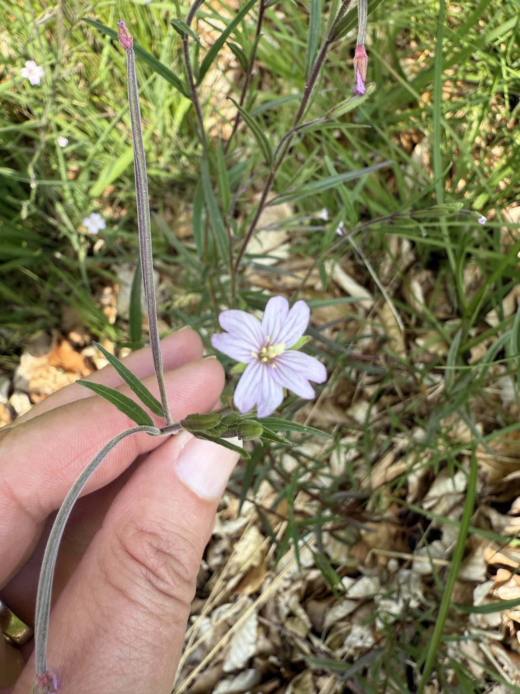 Kær-Dueurt (Epilobium palustre)