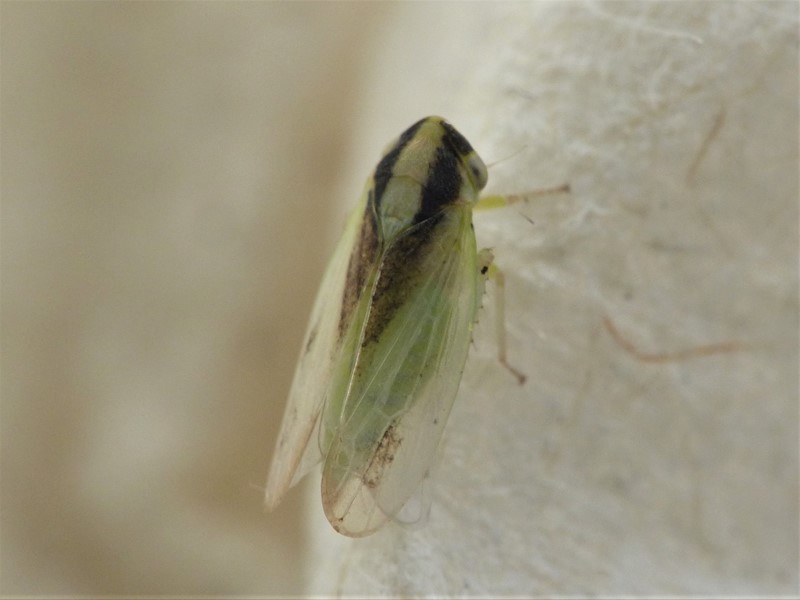 Macropsis albae (Macropsis albae)
