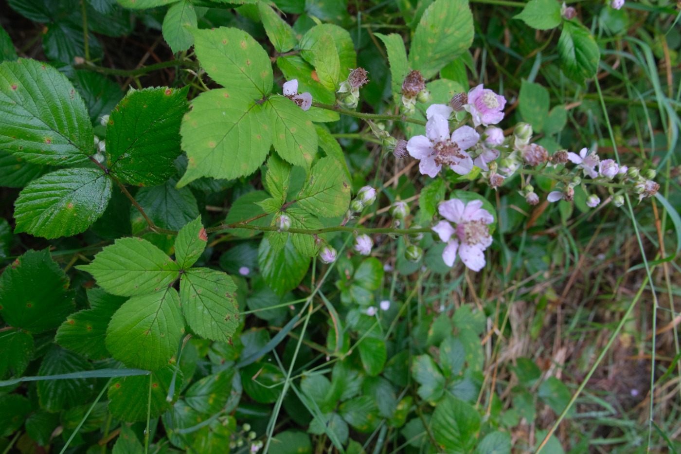 Lodden Brombær (Rubus insularis)