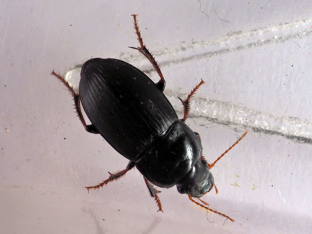 Smal Sandløber (Harpalus anxius)
