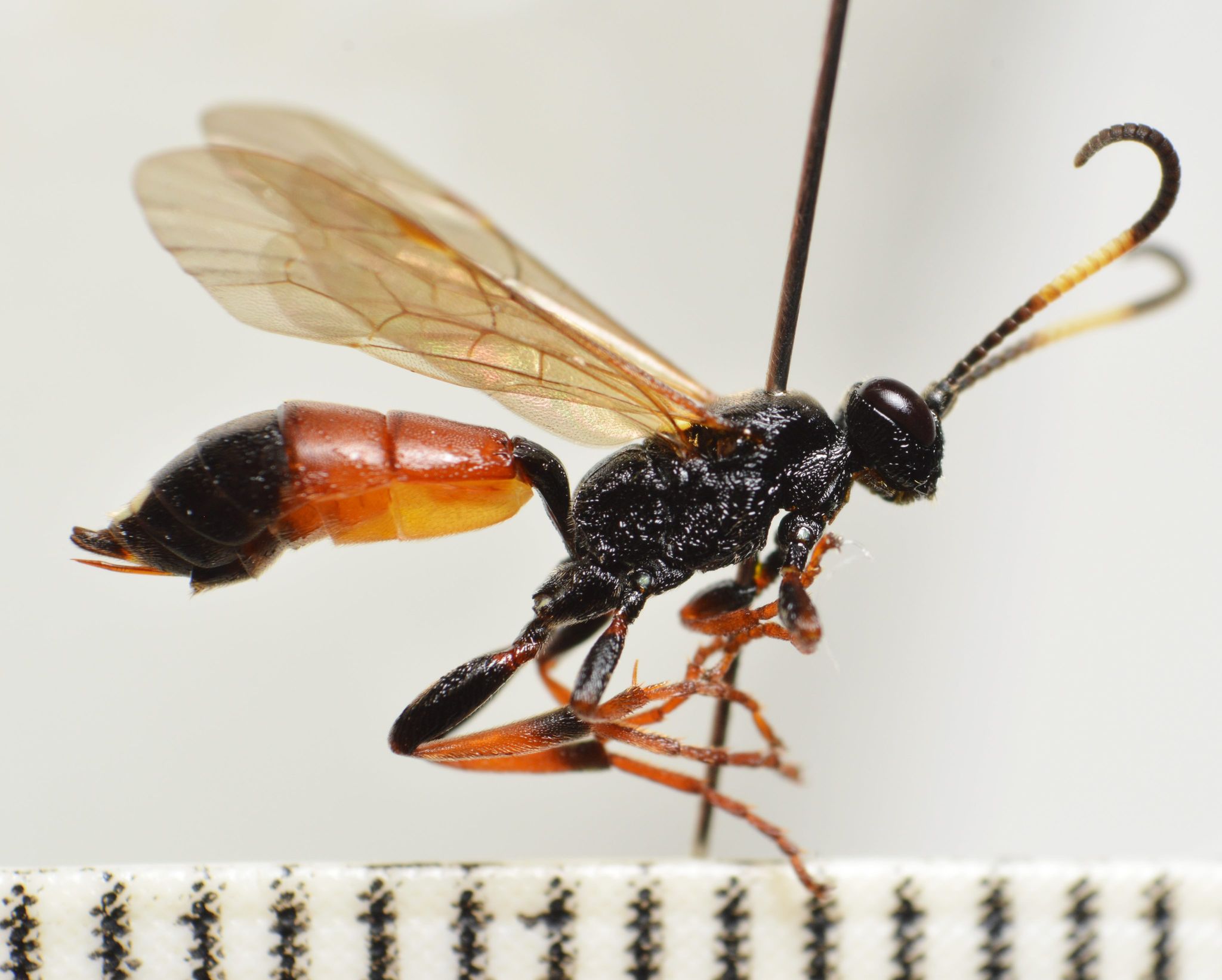 Ichneumon albiger (Ichneumon albiger)
