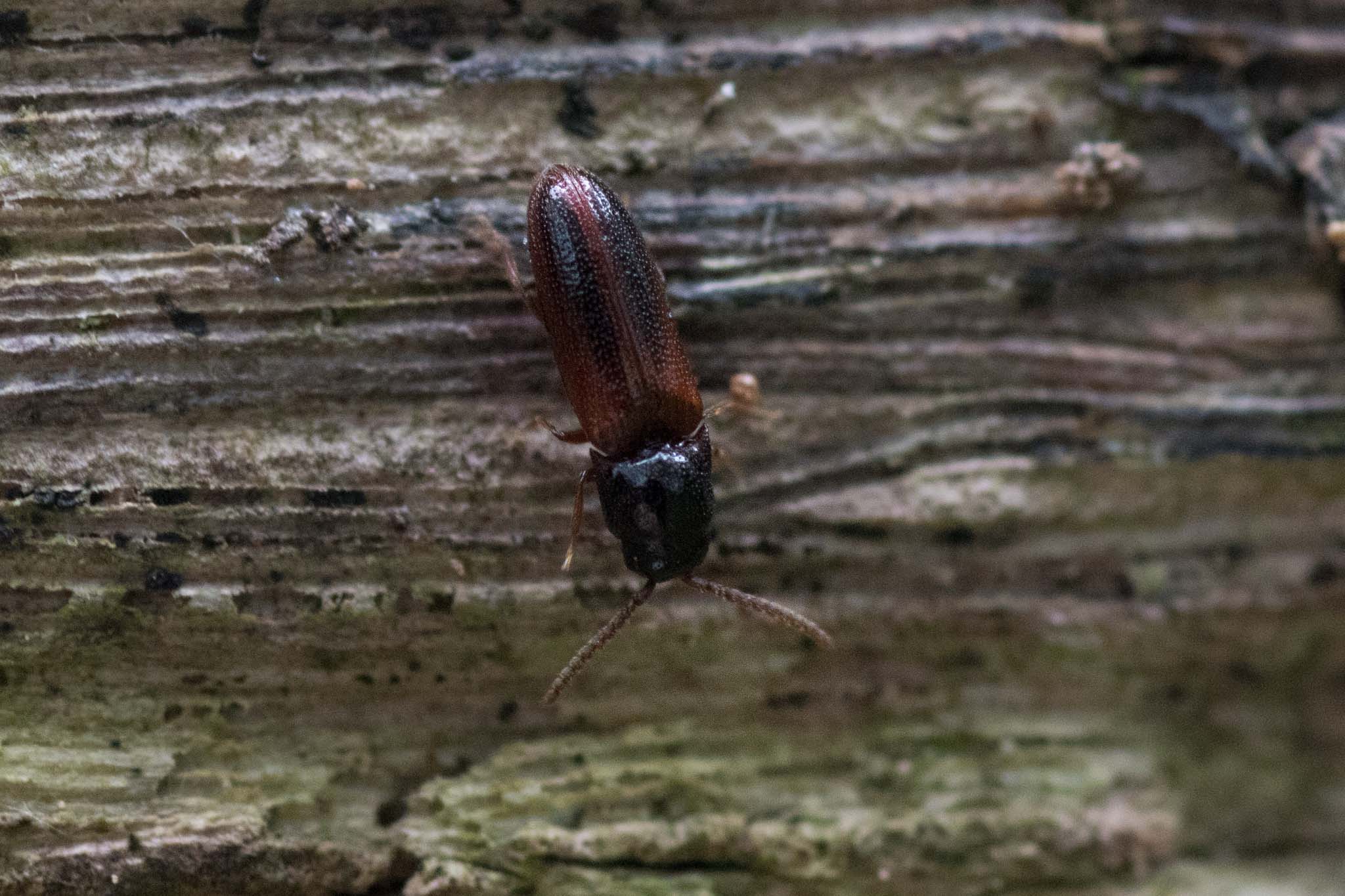 Xylophilus corticalis (Xylophilus corticalis)