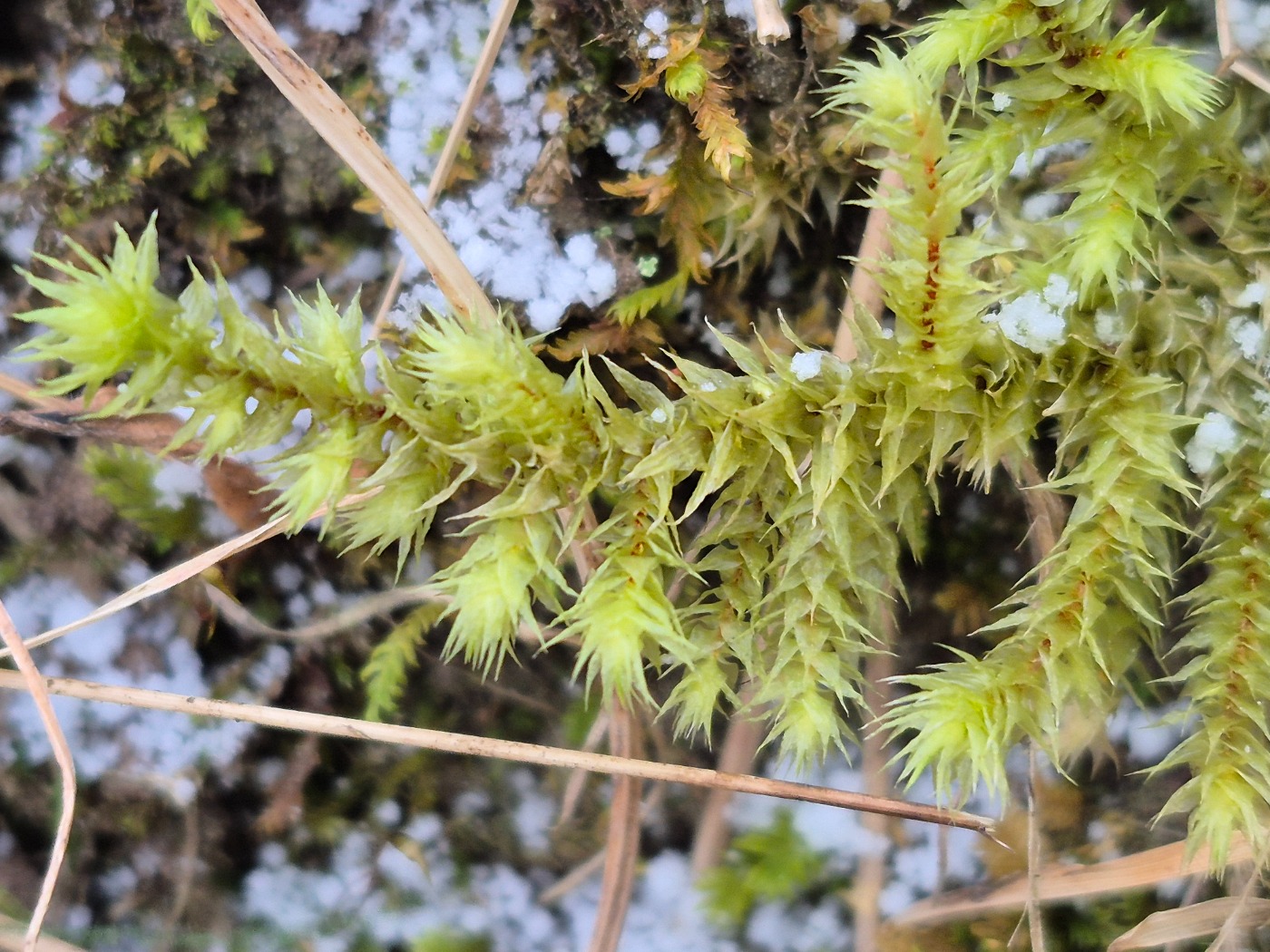 Stor Kransemos (Rhytidiadelphus triquetrus)