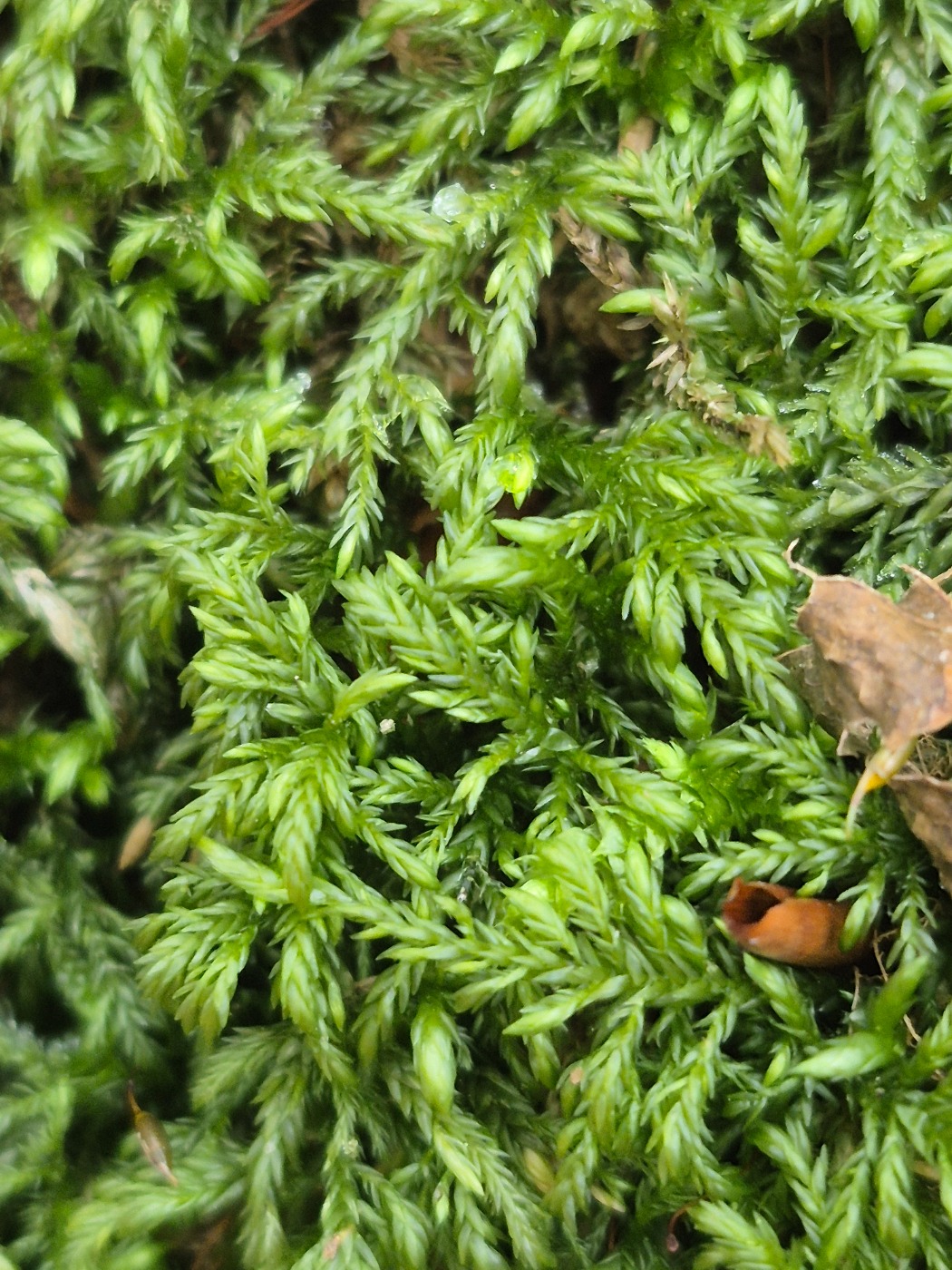 Stor Stammemos (Isothecium alopecuroides)