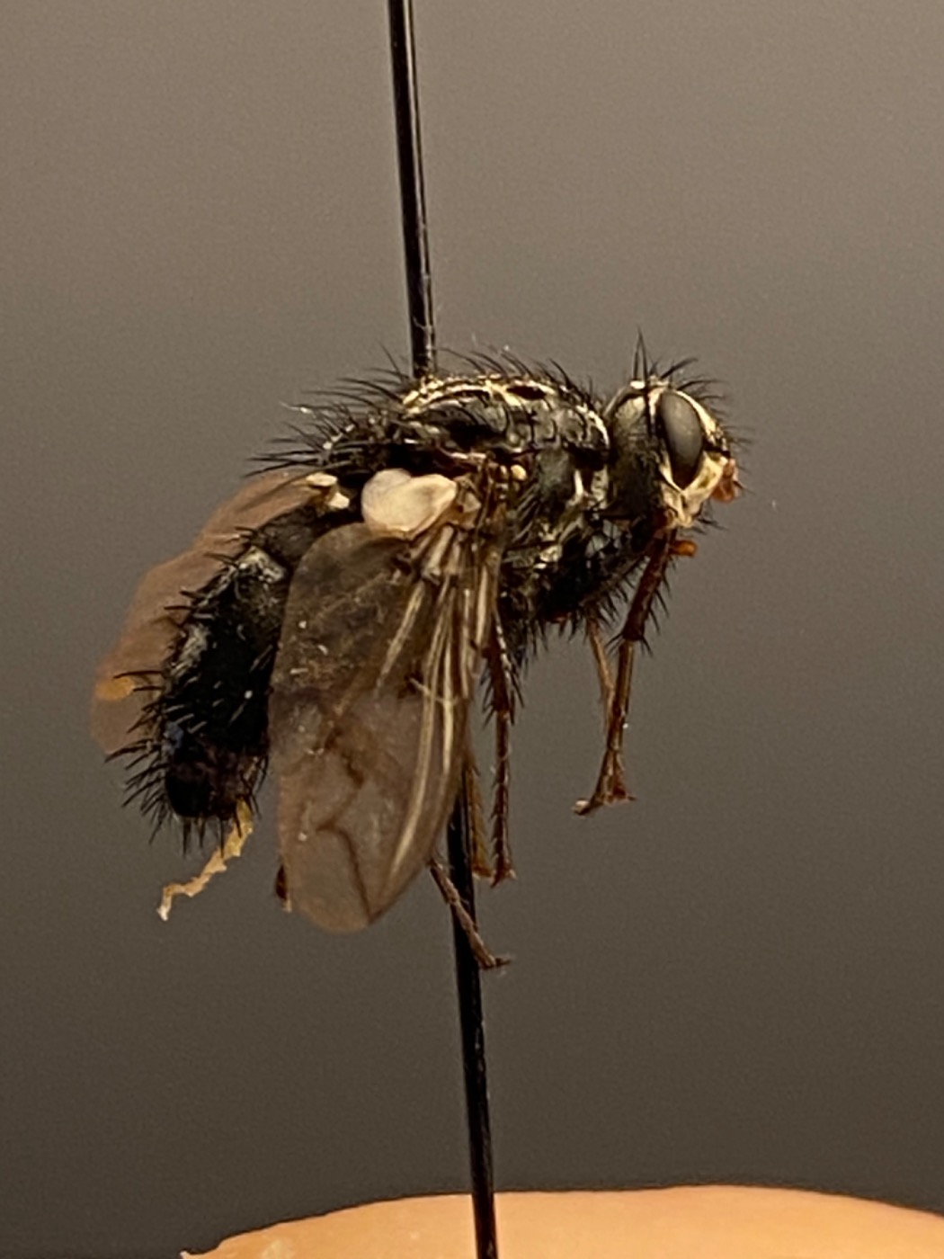 Trixa conspersa (Trixa conspersa)