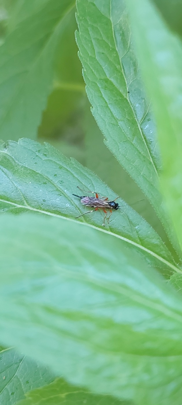 Pimpla sp. (Pimpla sp.)