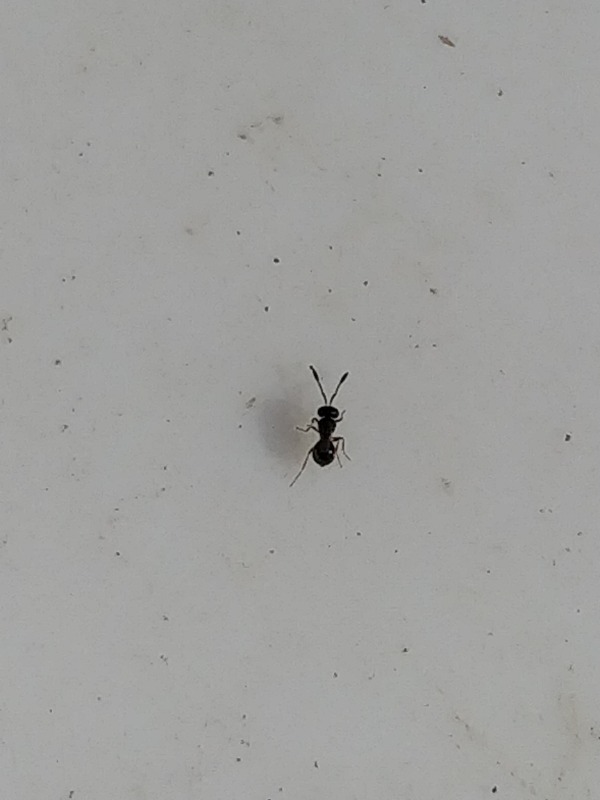 Trimorus sp. (Trimorus sp.)