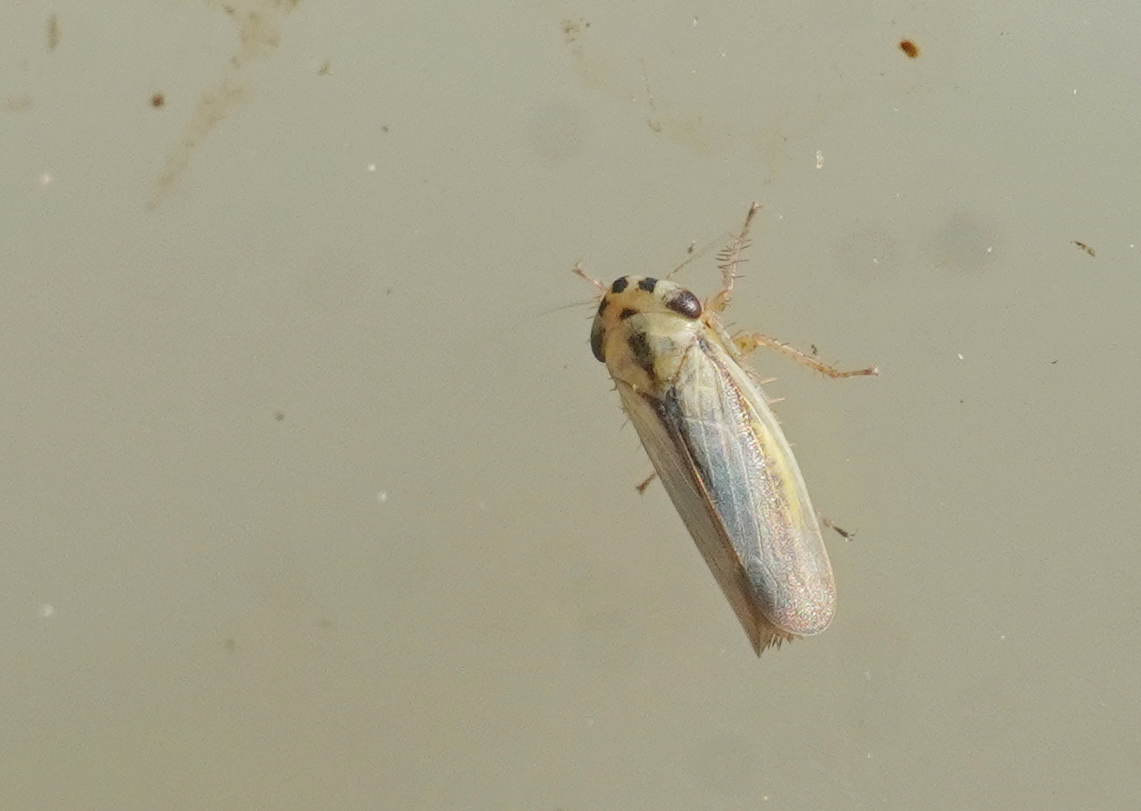 Rhopalopyx adumbrata/preyssleri (Rhopalopyx adumbrata/preyssleri)