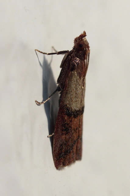 Tofarvet Frømøl (Plodia interpunctella)