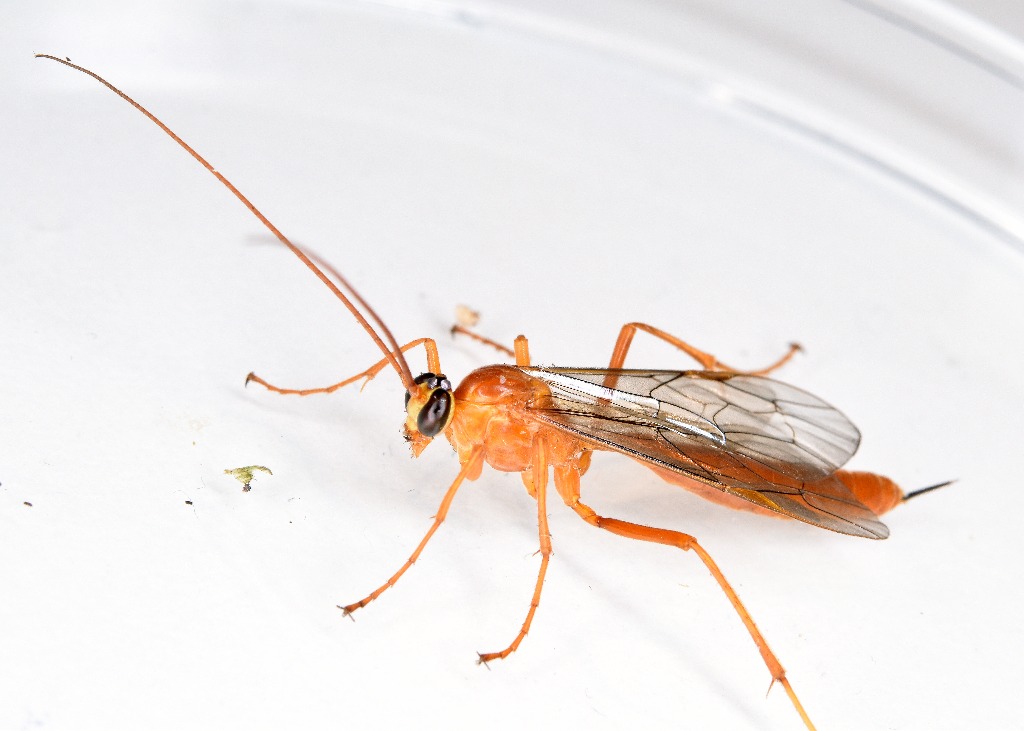 Netelia infractor (Netelia infractor)