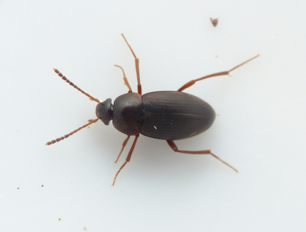 Choleva agilis (Choleva agilis)