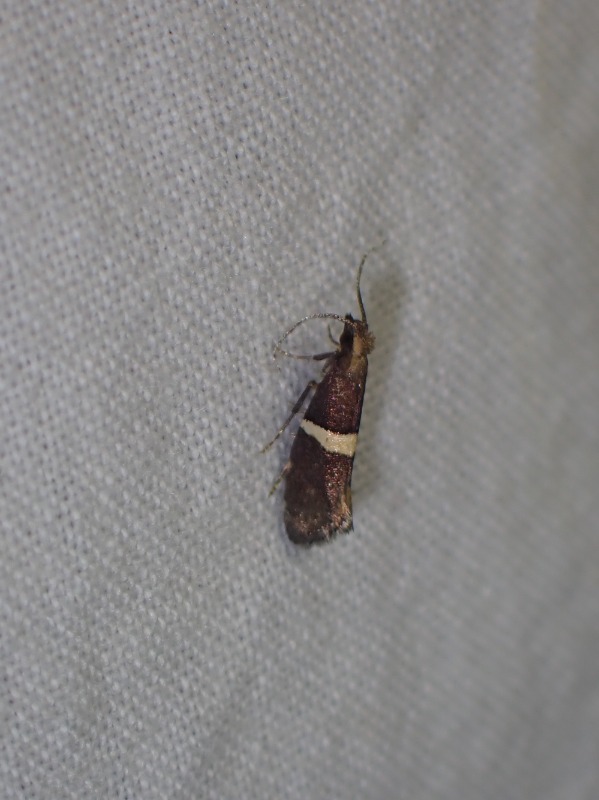 Vandkarsemøl (Eidophasia messingiella)