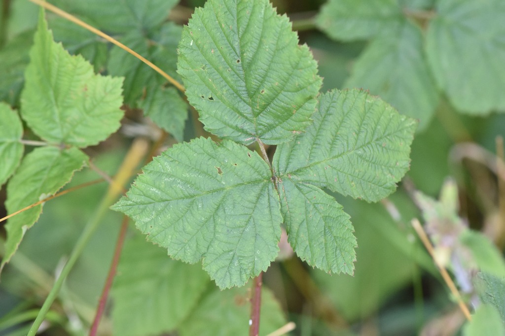 Lindbloms Hasselbrombær (Rubus mortensenii)