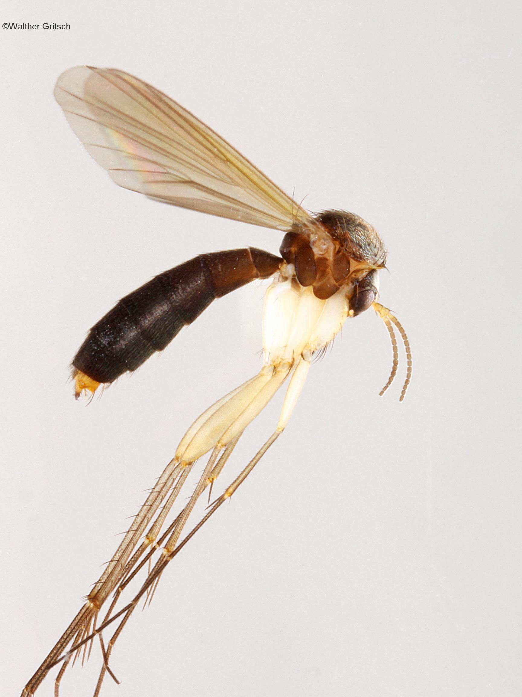 Exechia separata (Exechia separata)