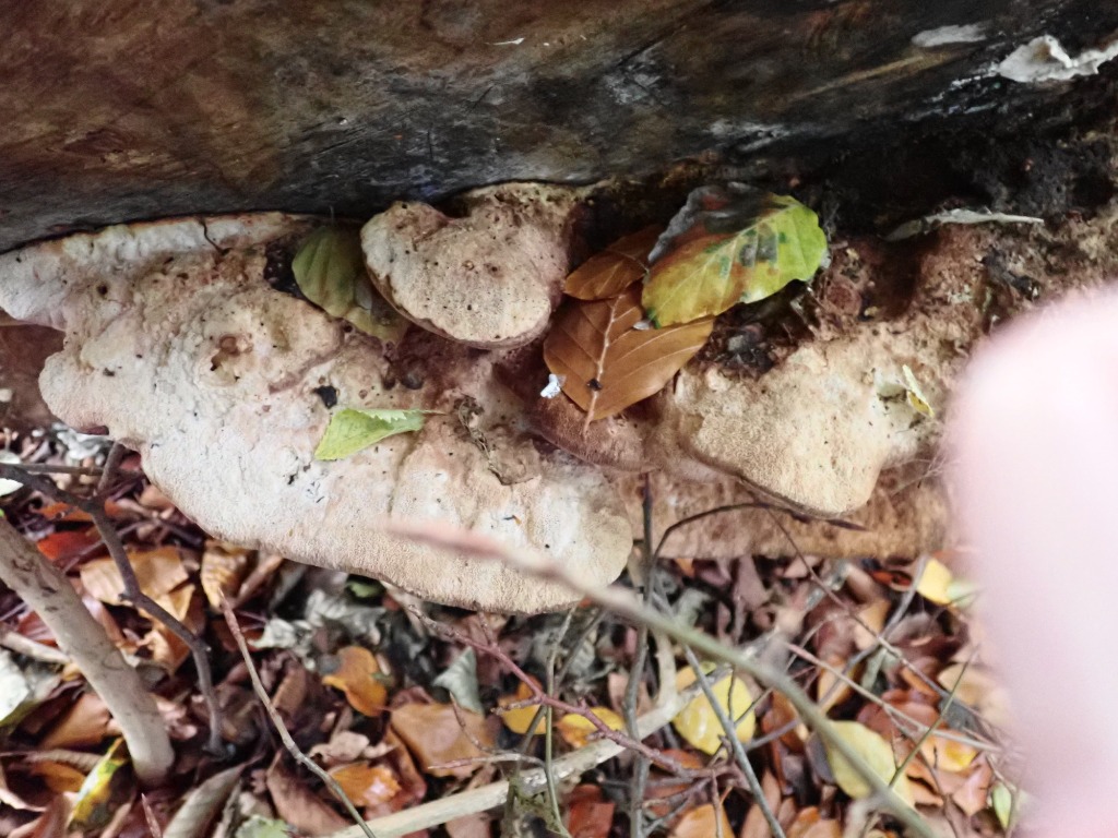 Sej Pragtporesvamp (Aurantiporus fissilis)