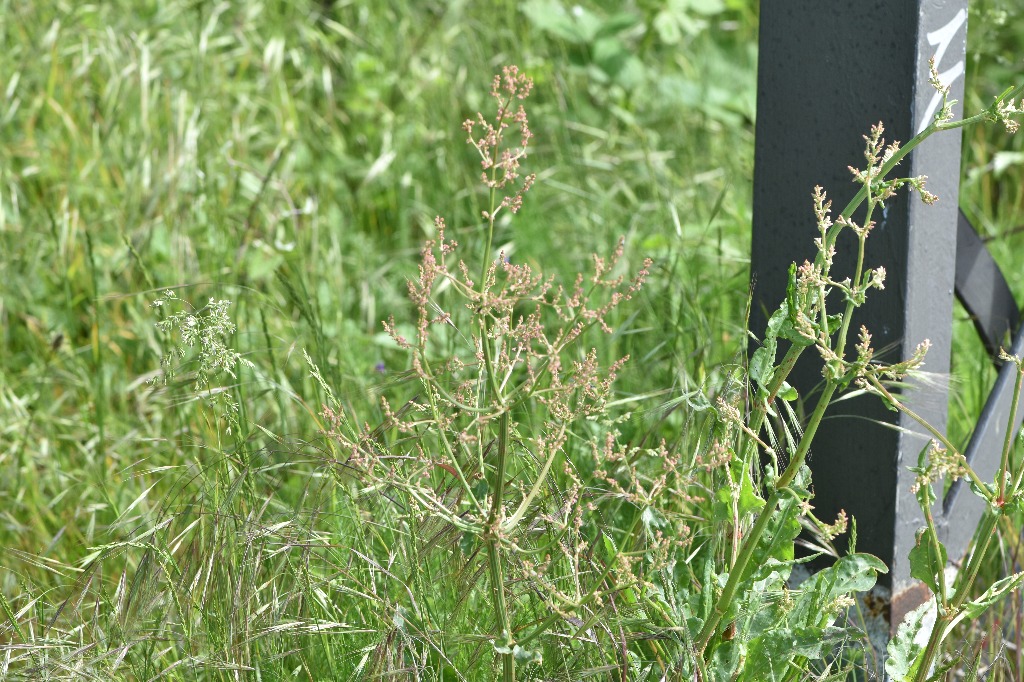 Have-Syre (Rumex rugosus)