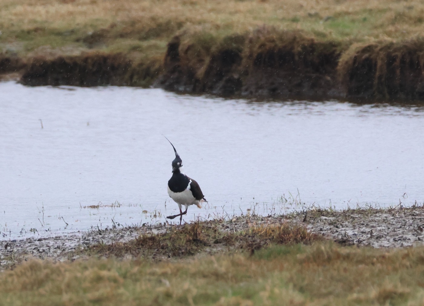 Vibe (Vanellus vanellus)