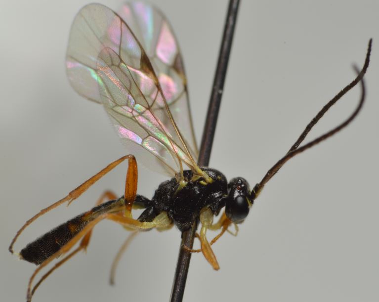 Sussaba flavipes (Sussaba flavipes)