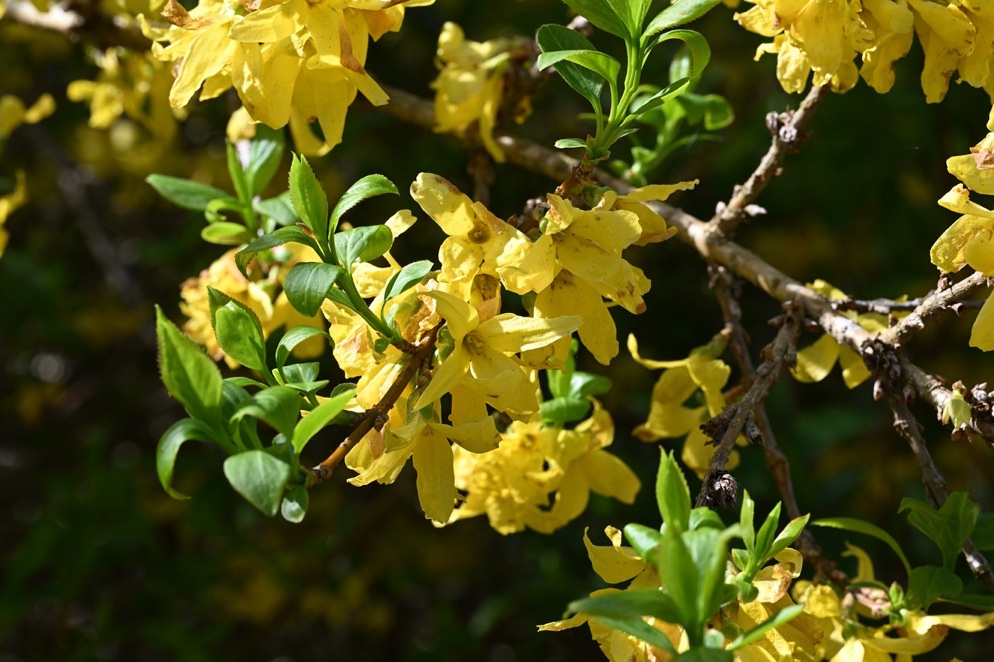 Have-Forsythia (Forsythia x intermedia)
