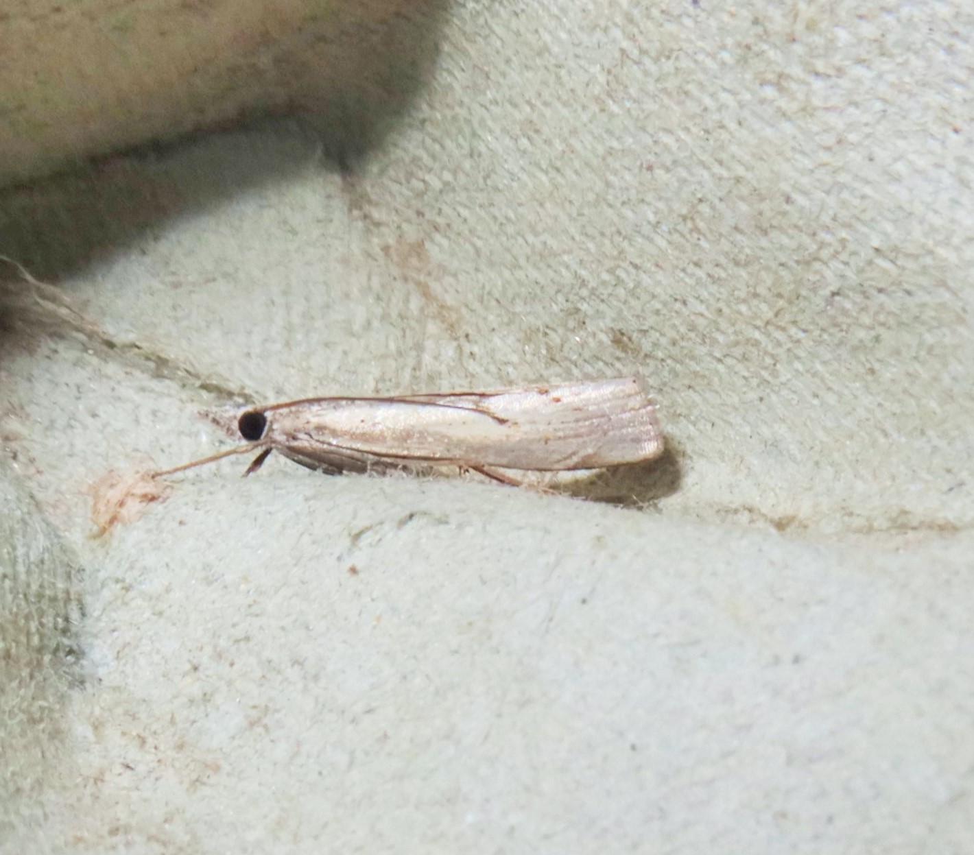 Crambus perlella (Crambus perlella)