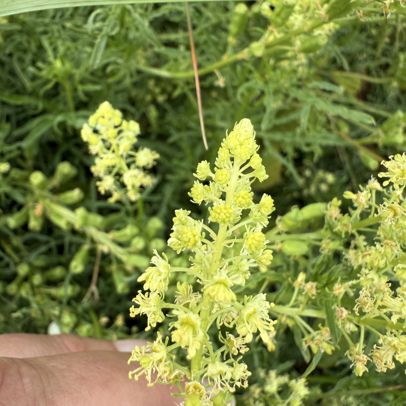 Gul Reseda (Reseda lutea)