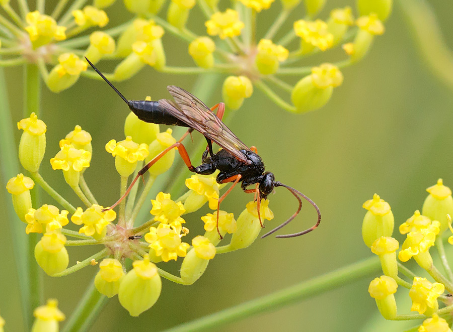 Acroricnus stylator (Acroricnus stylator)