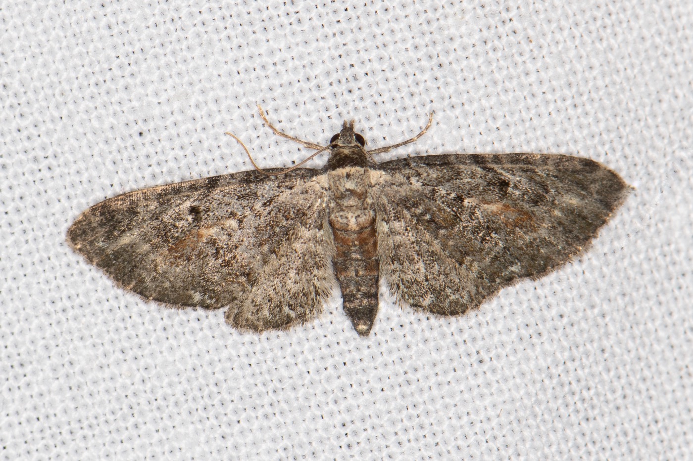 Røllikedværgmåler (Eupithecia millefoliata)