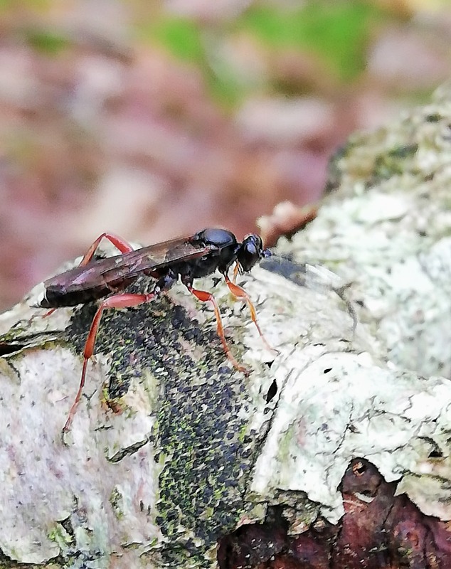 Aoplus ochropis (Aoplus ochropis)
