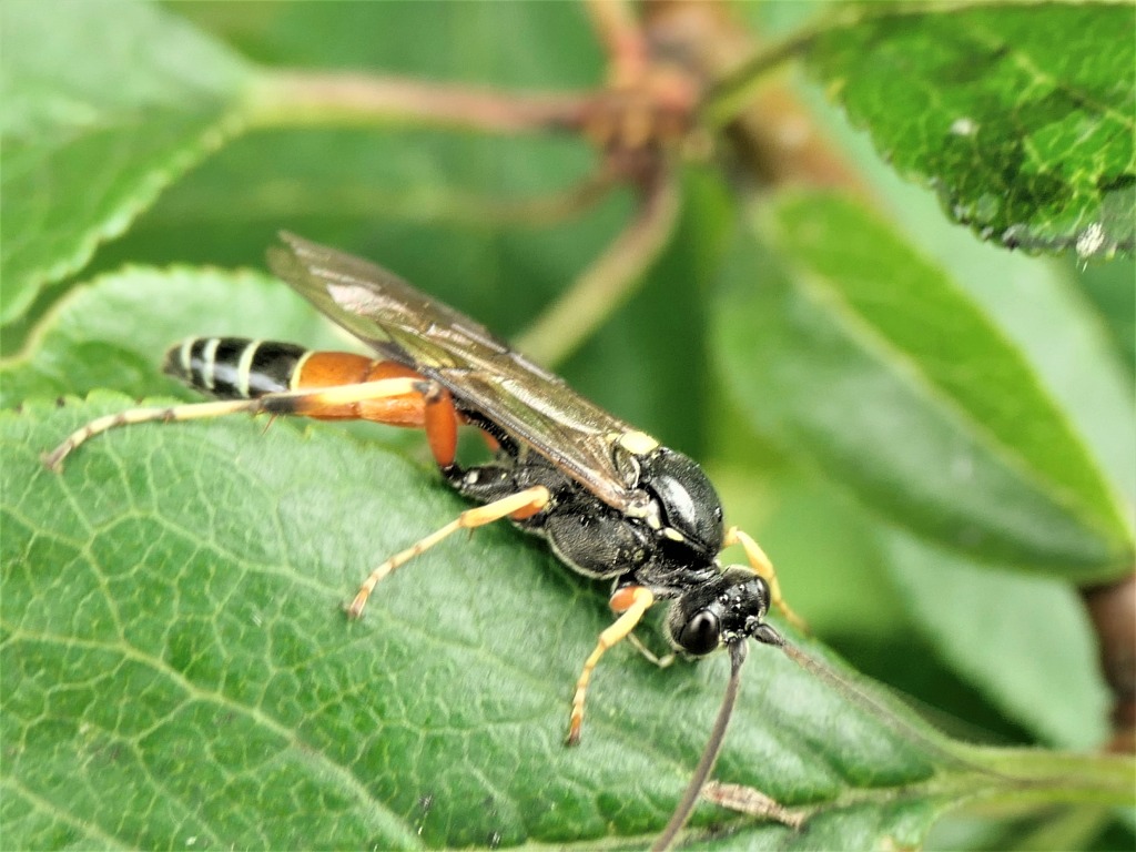 Panzers Snyltehveps (Ctenichneumon panzeri)