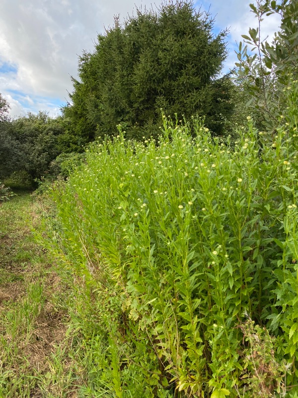 Oktobermargerit (Leucanthemella serotina)