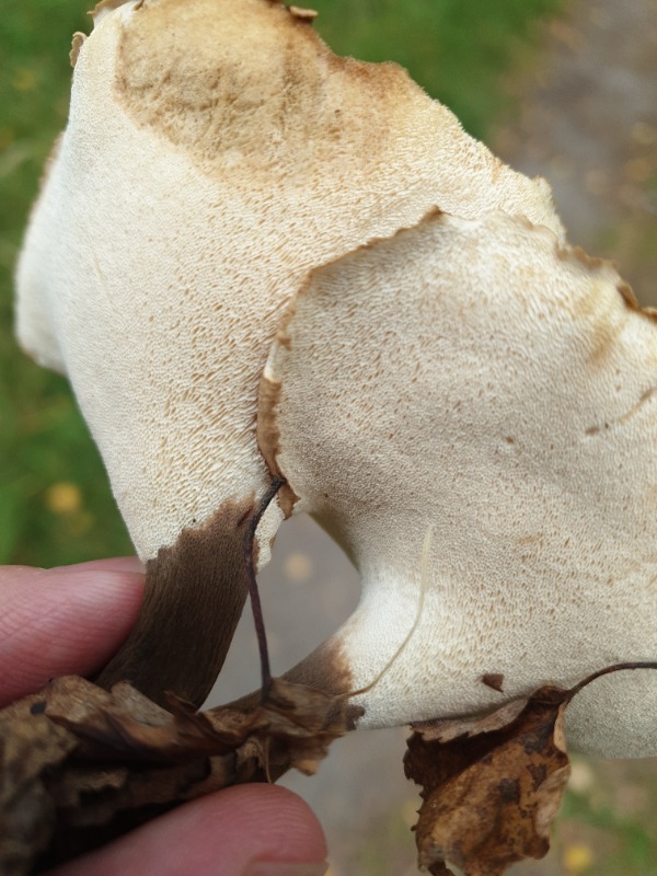 Sortfodet Stilkporesvamp (Polyporus melanopus)