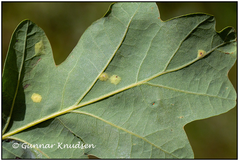 Polystepha malpighii (Polystepha malpighii)