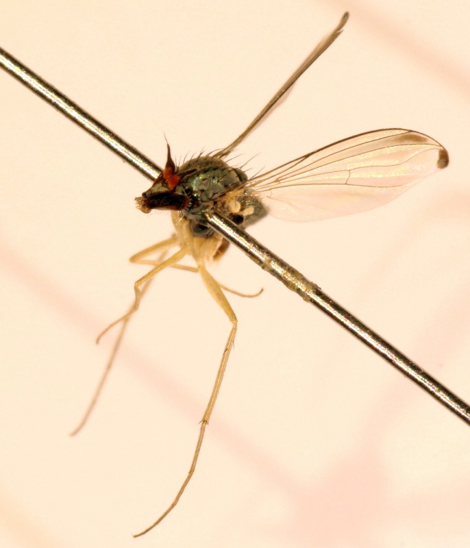 Systenus scholtzii (Systenus scholtzii)