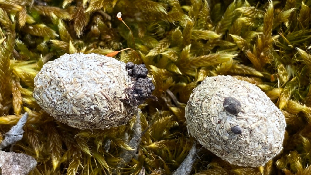 Podosordaria tulasnei (Podosordaria tulasnei)