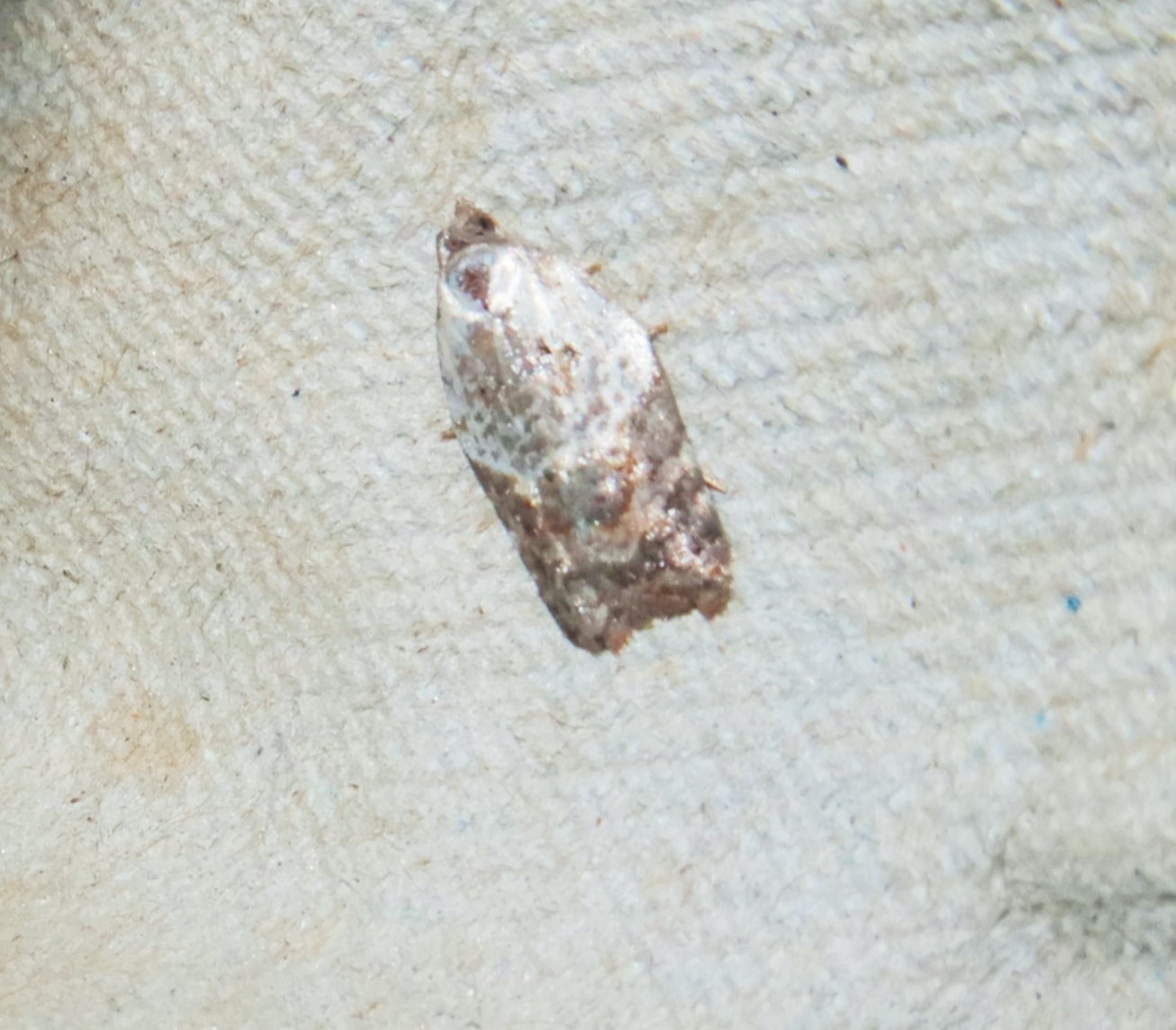 Hvidbroget Rosenvikler (Acleris variegana)