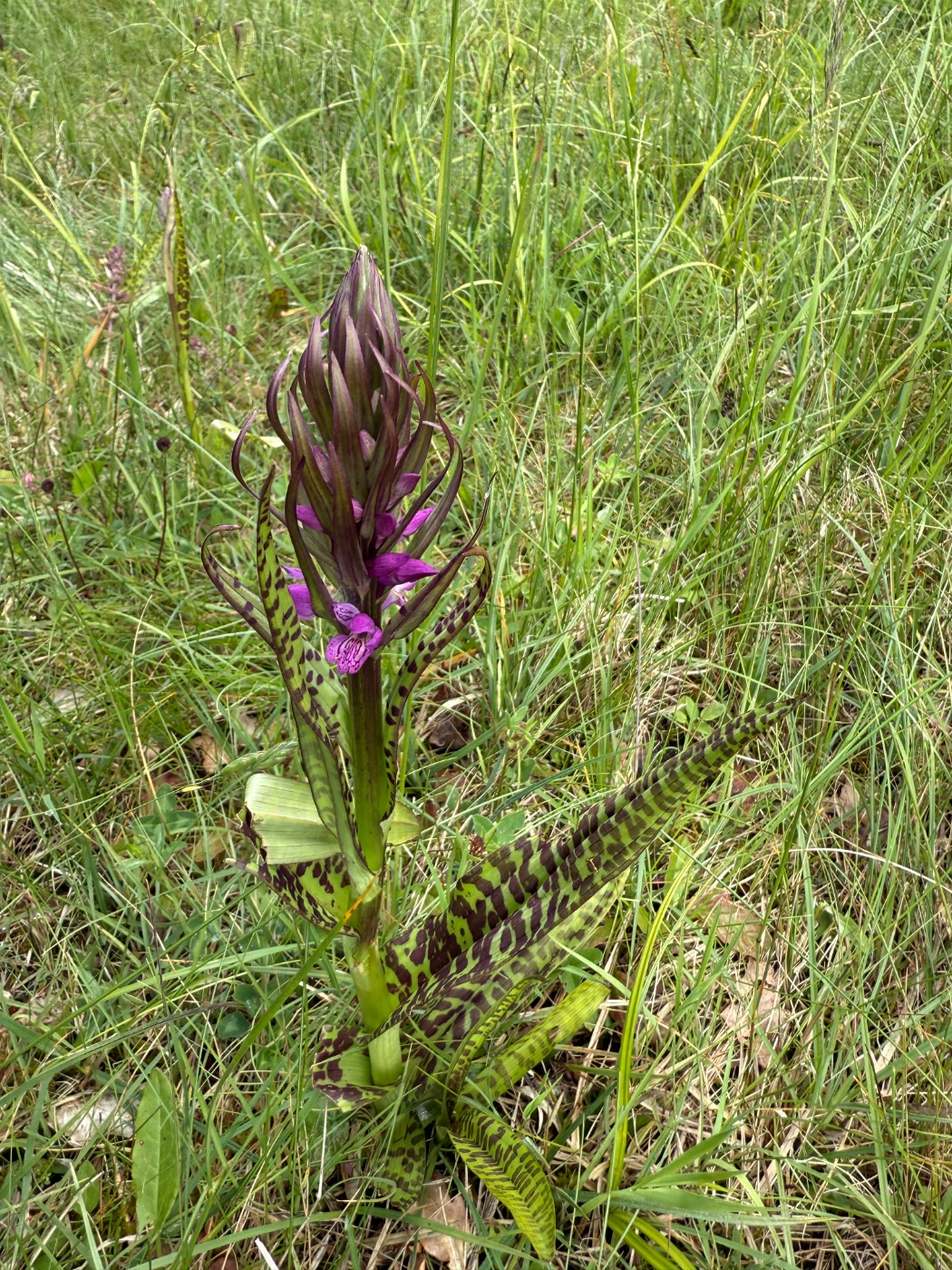 Maj-Gøgeurt (Dactylorhiza majalis ssp. majalis)