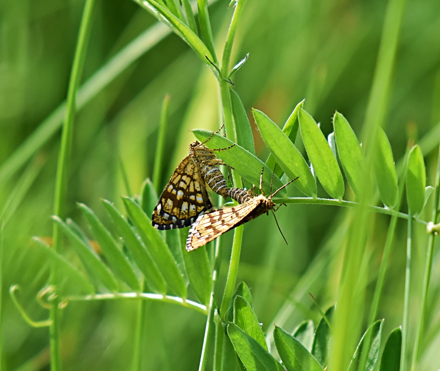 Kløvermåler (Chiasmia clathrata)