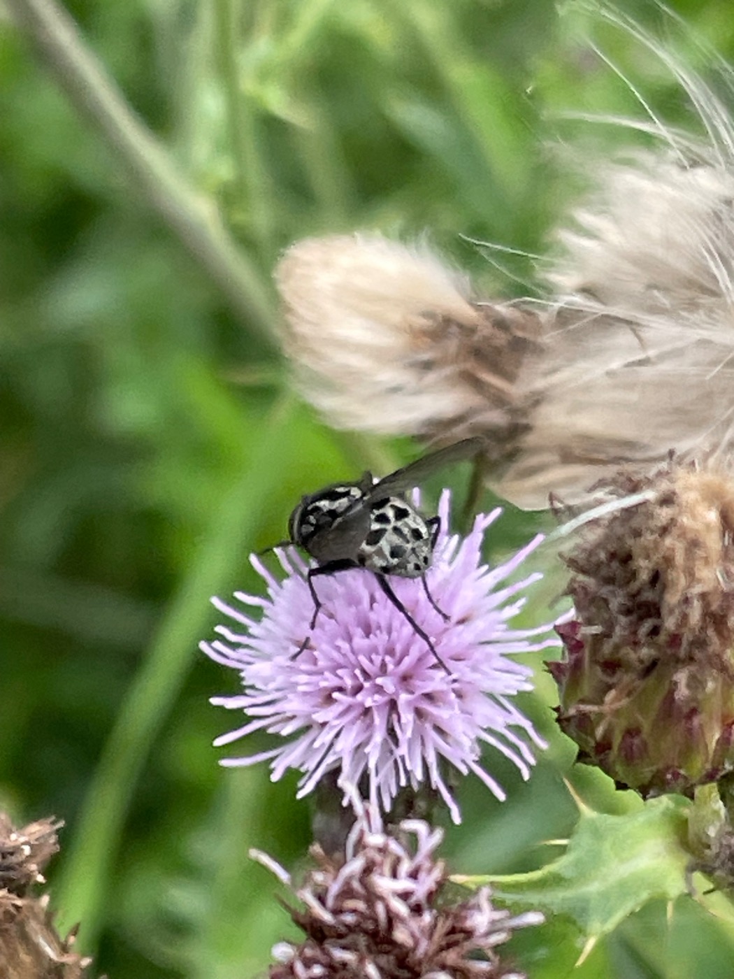 Graphomya minor (Graphomya minor)