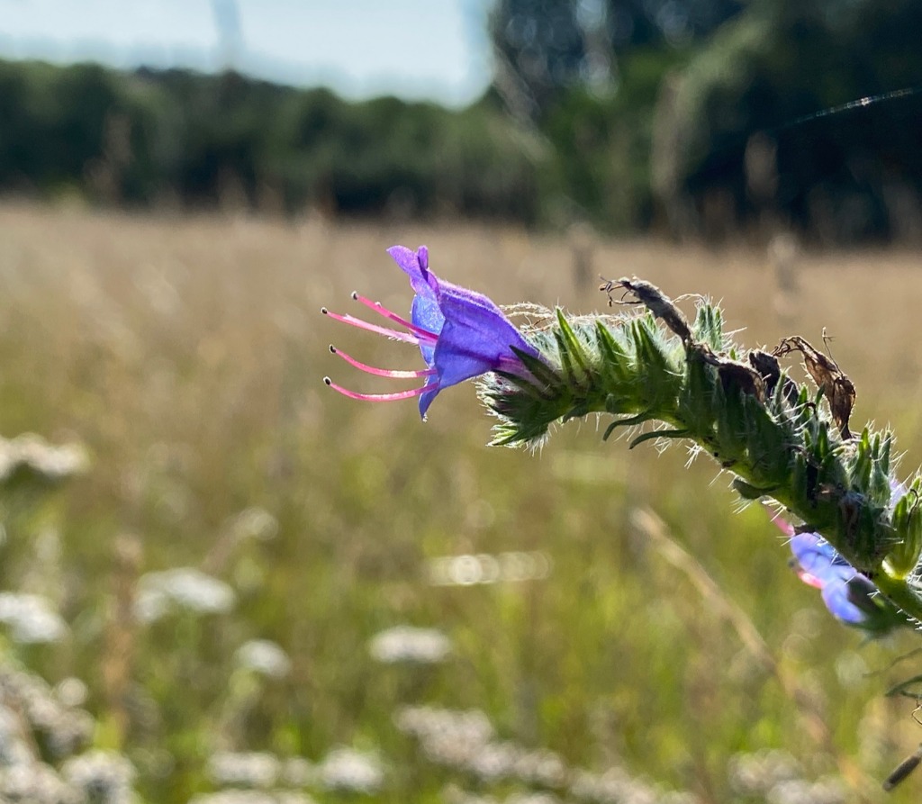 Slangehoved (Echium vulgare)