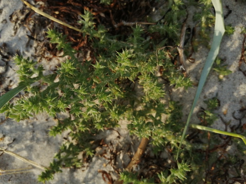 Sodaurt (Salsola kali)
