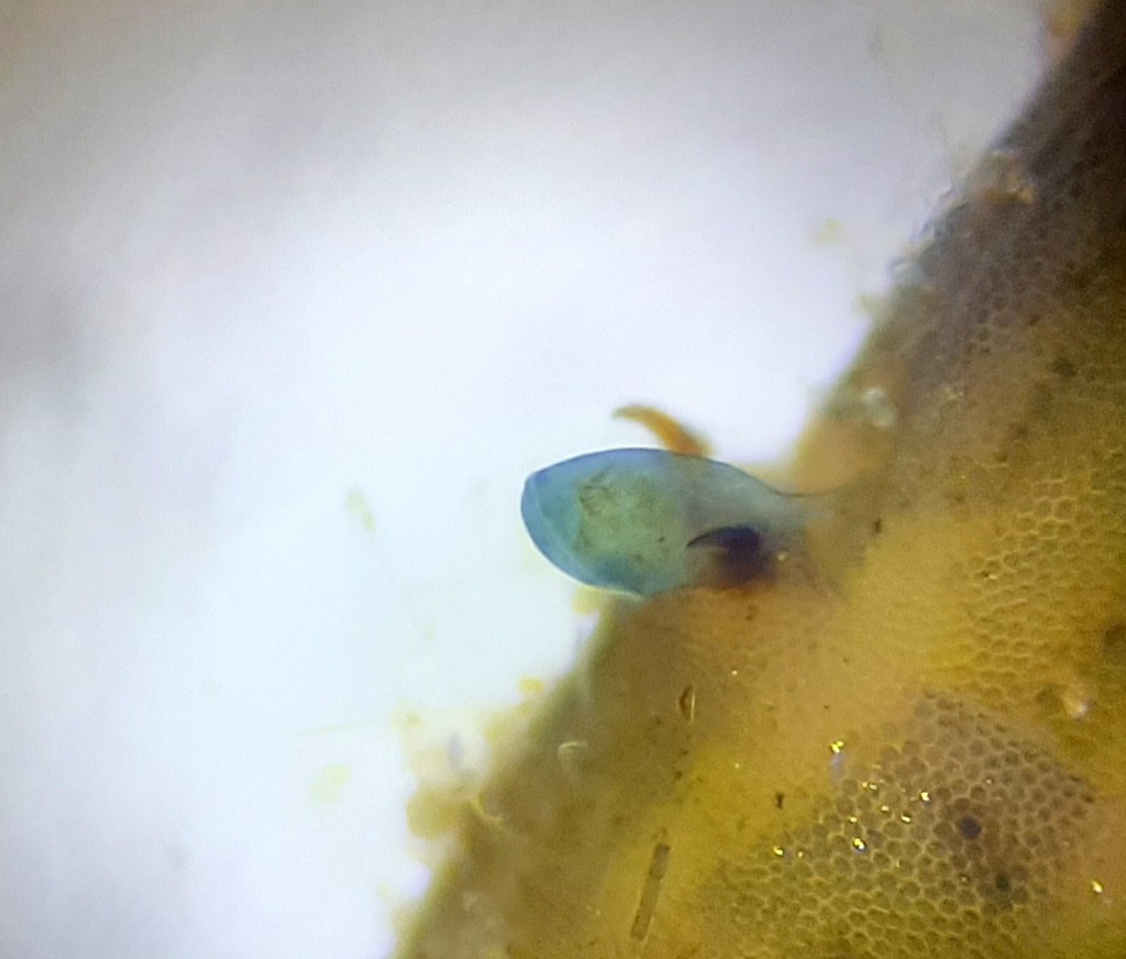 Blåt trompetdyr (Stentor coeruleus)