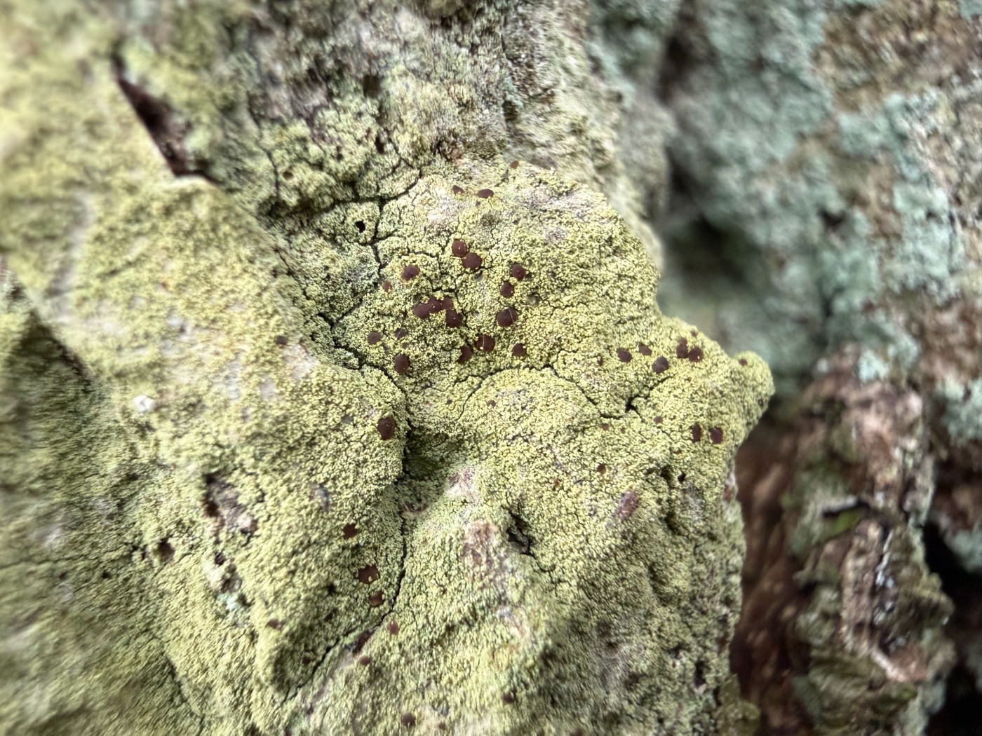 Almindelig Rødskivelav (Pyrrhospora quernea)